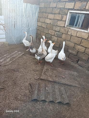 balaca itler satilir: 8 ededi hamisi erkekdiqaz satilir ve barter olur yerli qazla fere — 2