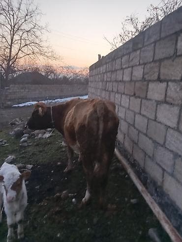 gəncə toyuq satan: Satış: inək buzovu ilə - Növ: yerli südlük-ətlik tip inək - Rəng — 4