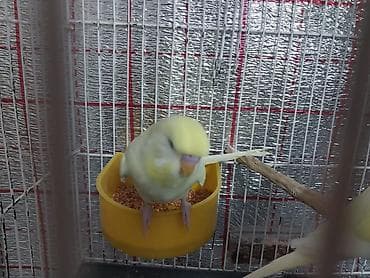 Tutuquşları: Çex tutuquşu balası satılır öz quşlarımın balasıdır 2 aylıqdır çox — 3