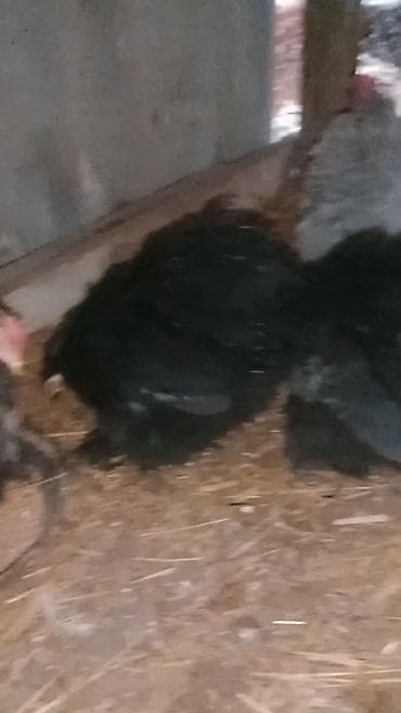 mal bazari 2020: 1 ədəd karlix koxin fərəsi satılır təmiz Türkiyədən gəlmədi — 2