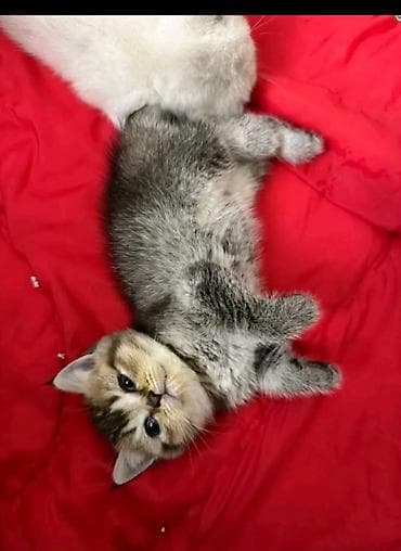 pişik 50 azn: Britan — 3