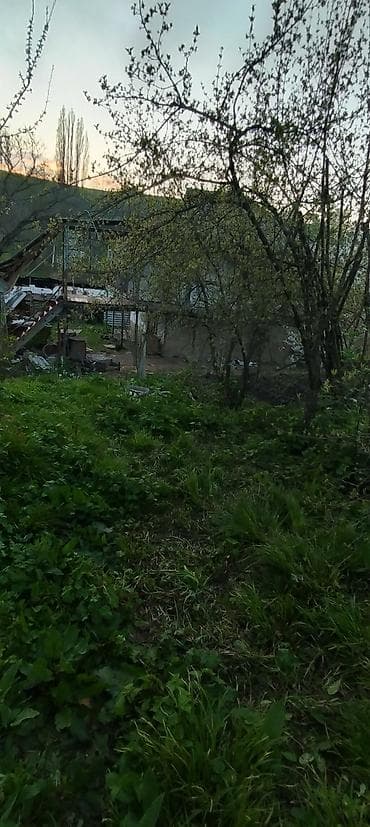 dubendi baglari torpaq: Satış üçün: həyətyanı torpag - Sahədə müxtəlif kol və meyvə ağacları - — 5