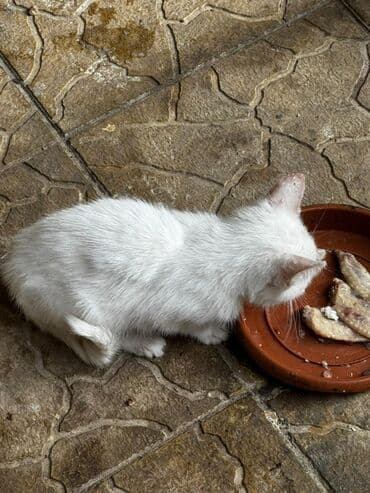 pişik blender: Yaxşı əllərə — 4