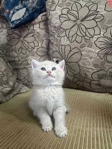 ev heyvanları: Britan — 5