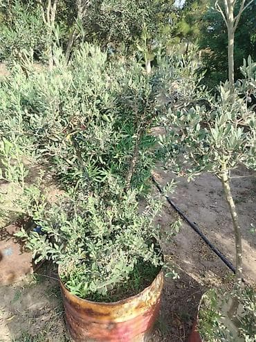 evkalipt ağacı: Zeytun ağacları – dekorativ formaya salınmış, konteynerdə — 7