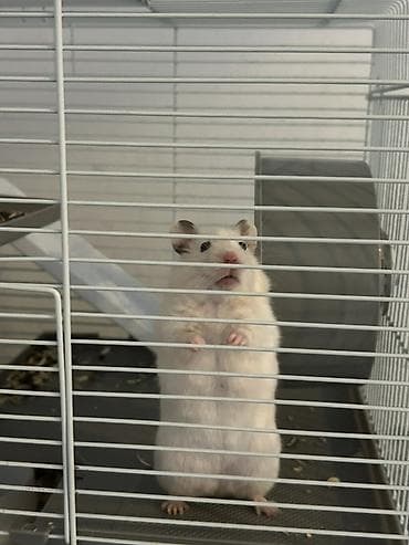 Digər heyvanlar: Hamster qəfəsi və aksesuarlar dəsti 60manat qəfəs iki hemstrada — 2