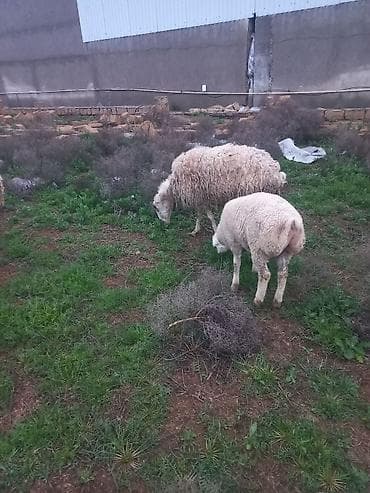 diri qoyun satisi: Salam heyavanlar satılır 3dənə balalı 1dənə tək 2si birinci qarın 2si — 2