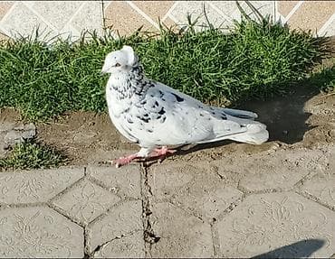 suda yaşayan heyvanlar haqqında məlumat: Salam ikisi bir yerde satilir Qiymet ikisine aitdir.Saglamligina — 3