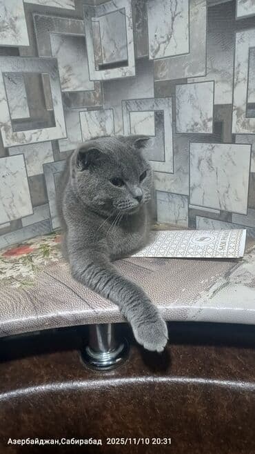 pişik dırnaq: Şotland — 4