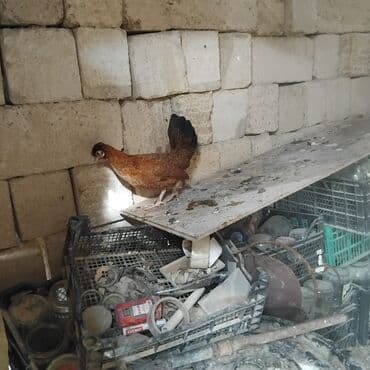 cins inekler: Toyuq, Yumurtalıq — 1