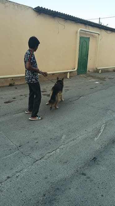 alman çoban köpeği: Alman çoban iti, 1 il, Dişi, Peyvəndli — 1