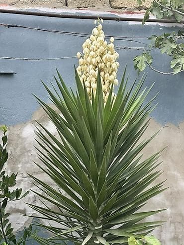 rozmarin bitkisi: Yucca (Yucca filamentosa/yucca gloriosa tipli) dekorativ bitki Bazar — 1