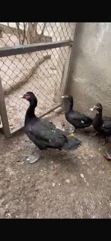 Dovşanlar: Salam 4 qara zumrudu feresi 1 dene qara zumrudu erkeyi 2 dene — 8