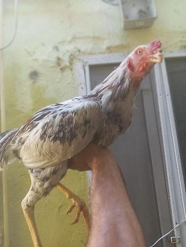 qefes boyuk: Aseel tipli xoruz - Cins: Aseel (uzunboylu, güclü skeletli, sıx — 2