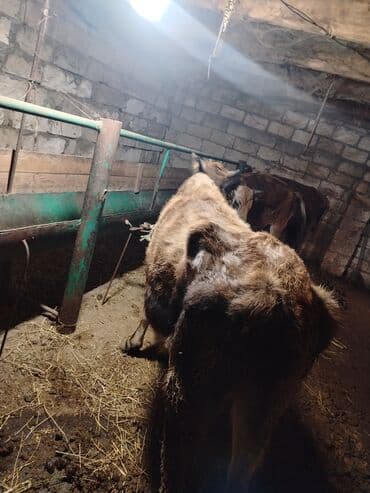 Atlar: Salam aleykum ana bala iney dir kim isdese vacapda yazsin vidiyosunu — 3