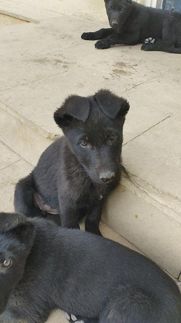 ev itlerinin satisi: Восточные Авчарки два месяца отроду — 5