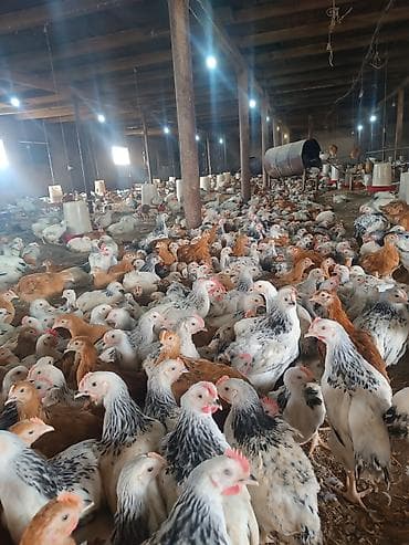 Toyuq, Damazlıq, Ödənişli çatdırılma