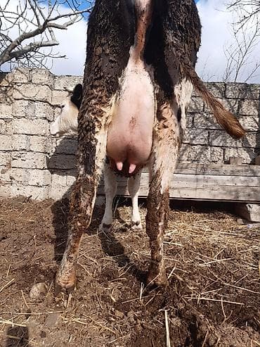 Salam temiz ağkirpiy birinci qarina bir hefdedi doğub