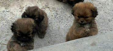 pekines balaları: Pekines — 3