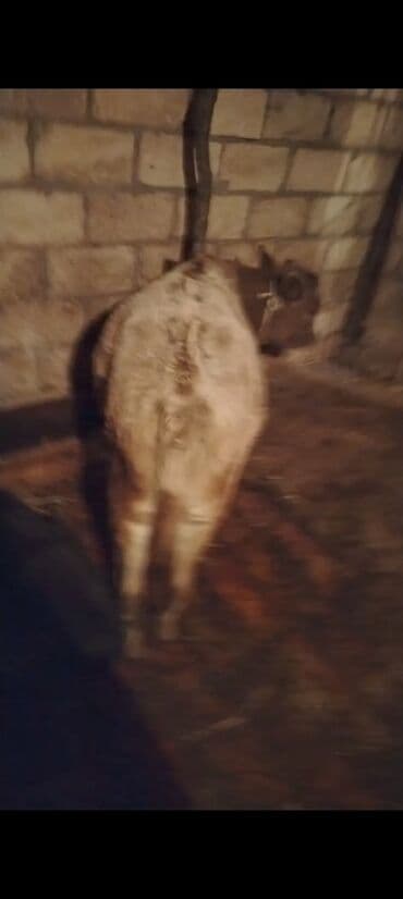 ən gözəl itlər: 6aylg erkek dana unvan agdas — 1