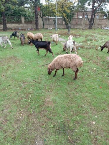 çəpiş əti: Dişi, Zanen, Alpine, Hələb, il: 1, 23 kq, Ətlik, Damazlıq, Südlük, Ödənişli çatdırılma — 5