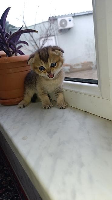 mops qiymeti: Şotland yastı qulaq — 6