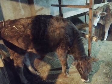 Kia: Danalar satilir tecili mallar Gilezide baki quba yolunun usdundedi tam — 1