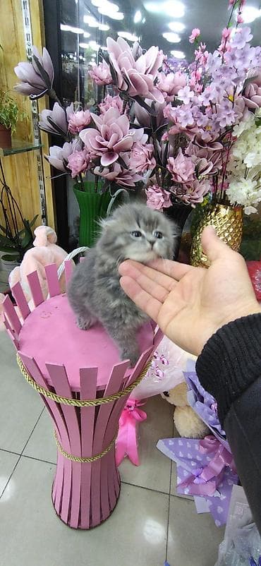 yem qabı: Şotland — 3