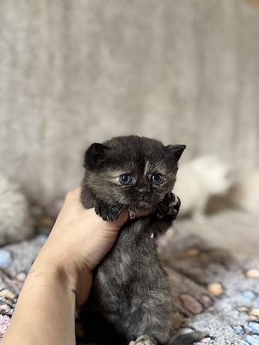 sfinks pişik: Erkək, Dişi, Yaxşı əllərə, Ünvandan götürmə, Ödənişli çatdırılma — 5