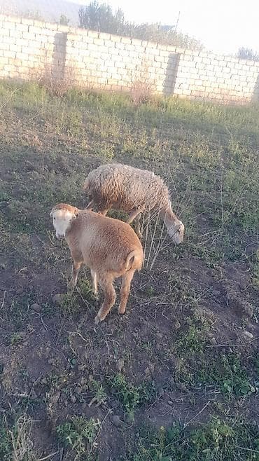qarabağ atı qiyməti: Qoyun və quzu dəsti - Şəkillərdə ana qoyunlar və yanlarında sağlam — 3
