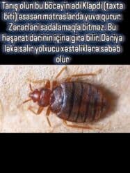 qarışqa yumurtası yağı aptek: Butun nov heseratlara qarsi derman satisi. ve dermanlama isleri — 3