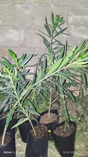 mal dili bitkisinin faydaları: Limon mandalin kinkan qizilgul sarmasiq qizilgul kalistamin olyandir — 4