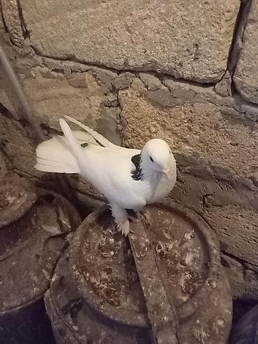 goyərcinlər: Salam təmiz ag quyrug qara boyun peçat. Ərkəy və saglamdı — 6