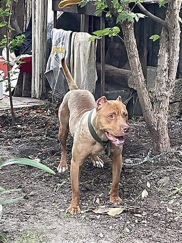 it pitbull: Pitbul, 1 il, Erkek, Peyvəndli — 3