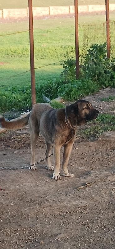 it darağı: Kanqal, 1 il, Dişi, Peyvəndli, Ödənişli çatdırılma — 3