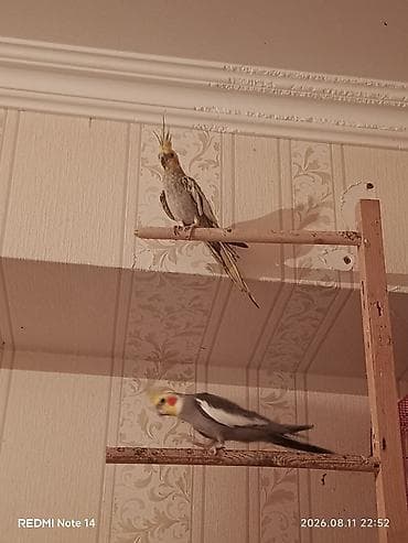 Nimfa (Cockatiel) tutuquşuları satılır – 2 ədəd - Növ: Nimfa