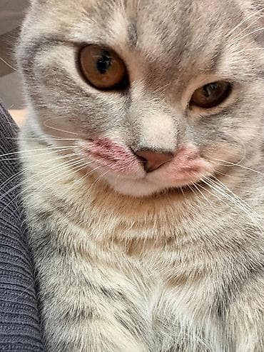 cat: Şotland, Erkək, Cütləşmə üçün, Ünvandan götürmə, Ödənişli çatdırılma — 3