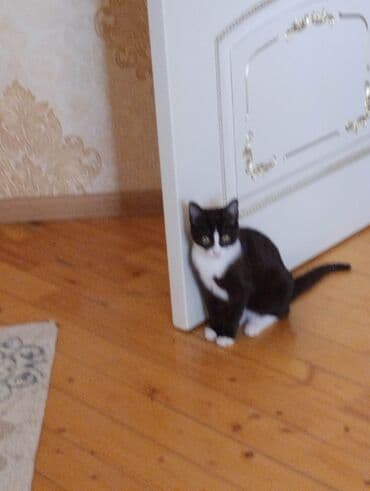 İtlər: Yaxşı əllərə — 2