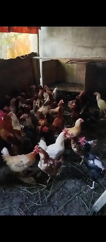 Məhsul: 40 toyuq 15 xoruz çəkiləri balacalar 1.700-2 kilo arası — 1