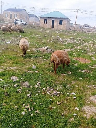 alabay satılır: Tecılı satılır bogazdilar 20 basdı bugüne sabaha doqacaqlar — 4