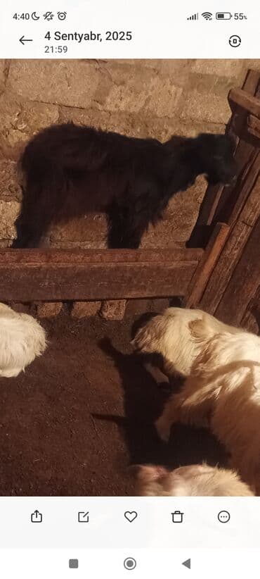 inək satılır binə: Qara rəngli, uzun tüklü oğlaq/sürüdən cücərti (keçi balası) satışa — 1