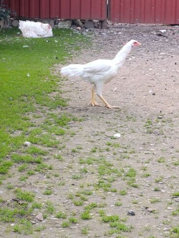 lalafo az heyvanlar: Ağ rəngli yerli toyuqlar – uzunsov bədənli, hündür ayaqlı, aktiv və — 4