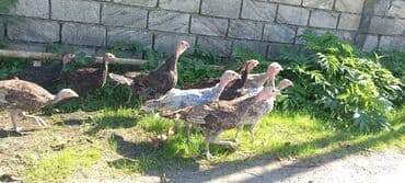 ingilis setter it cinsinin digər adı: Erkək, Damazlıq — 7