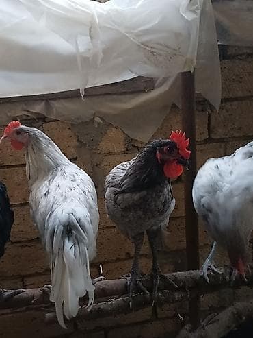 ekran ucun pisik sekilleri: Toyuq, Damazlıq — 3