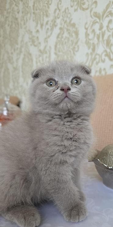 pişik tap az: British Shorthair və Scottish Fold balaları - Cins: British Shorthair — 1