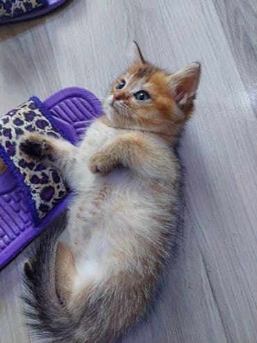 pi̇şi̇k: Qızıl şinşilla, Dişi, Ünvandan götürmə — 1