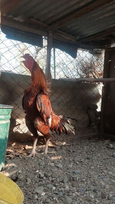 qaz və ordək: Xoruz, il: 1 — 1