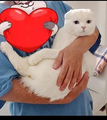 Akvariumlar: Şotland yastı qulaq, Erkək — 2