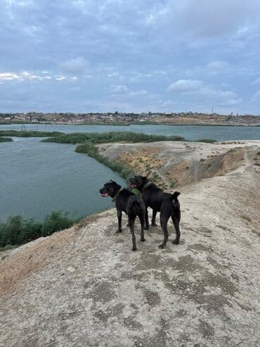 xarkov toyuq yumurtası: Kane-Korso, 2 il, Erkek, Peyvəndli, Ünvandan götürmə — 9