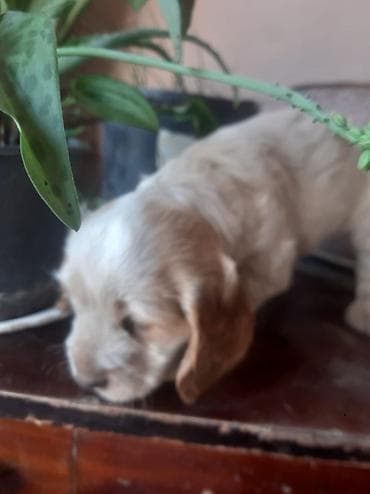 dişi: Koker spaniyel, 1 ay, Dişi, Sənədli, Ödənişli çatdırılma — 6